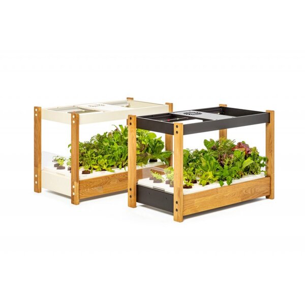 Click and Grow 25 - Svart (Salad Greens 54x pack)