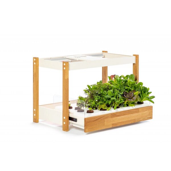 Click and Grow 25 - Svart (Salad Greens 54x pack)