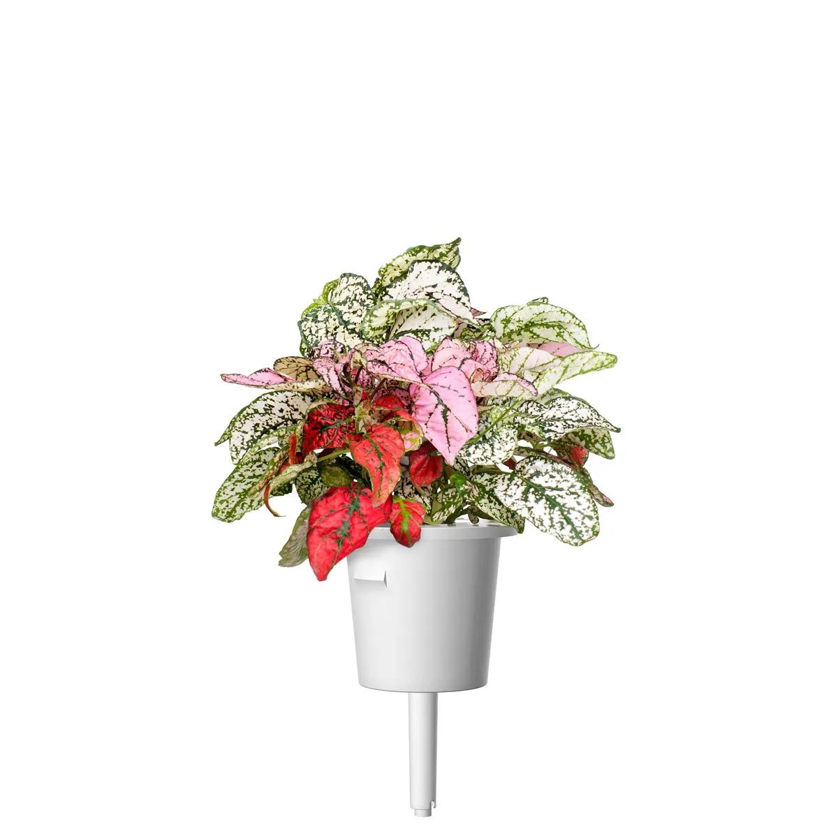 Click and Grow Smart Garden Refill 3-pack - Rosenstänk